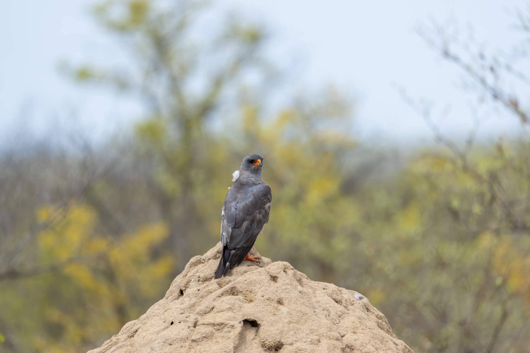 Kruger25 2025 11 06 10 08 43 ILCE 1M2 2683
